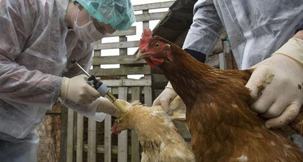 Alerte OMS : 889 cas humains de grippe aviaire dans 23 pays dont 463 décès entre 2023 et le 1er avril 2024