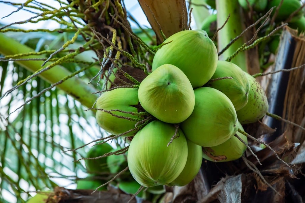 Noix de coco : vertus nutritives et curatives