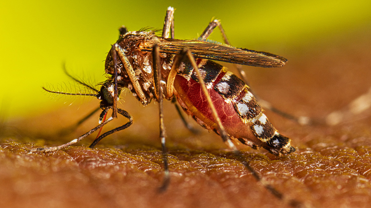 Recrudescence de dengue : le ministre Jean-Marie Tessi appelle à une vigilance accrue dans le Grand-Lomé 