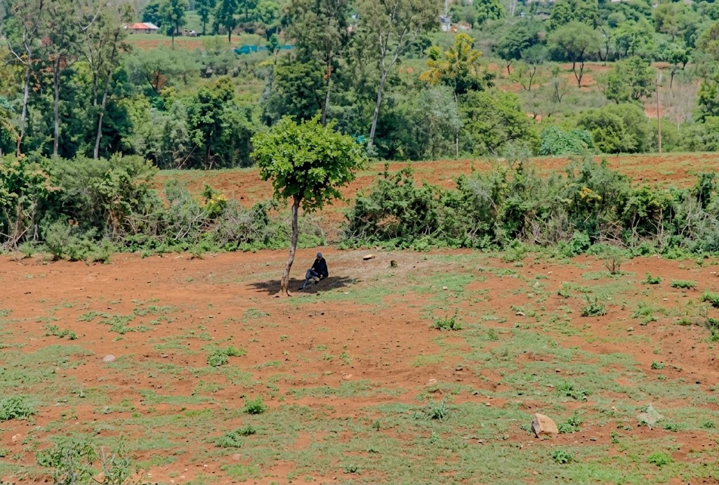 Lutte contre la désertification/Interview du Dr Eliane Ubalijoro, Directrice exécutive de « Landscape Alliance » 